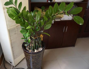 盆栽 發(fā)霉.jpg 盆栽 發(fā)霉.jpg