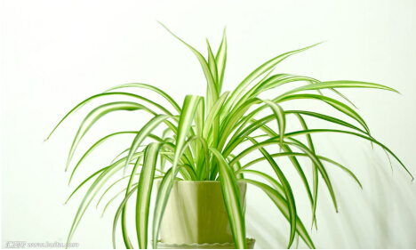 綠植除甲醛.jpg 綠植除甲醛.jpg